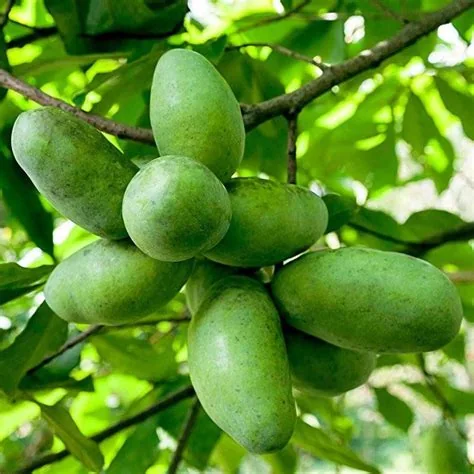 Pawpaw fruit on tree
