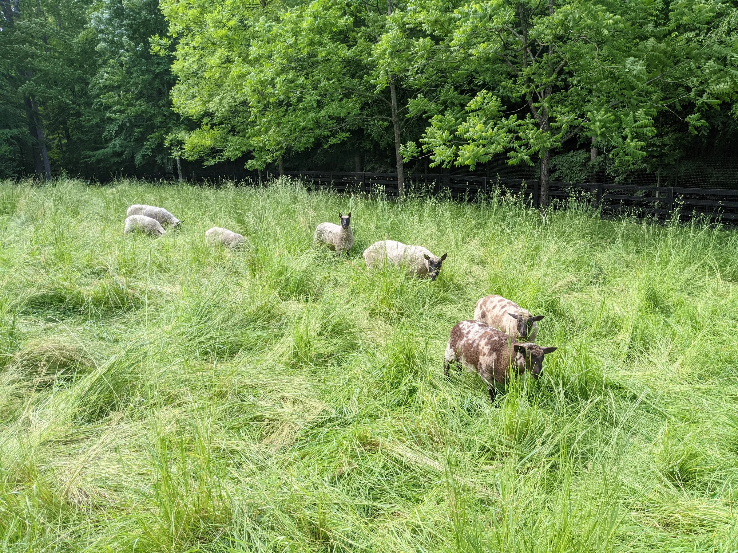 Estate property with animals
