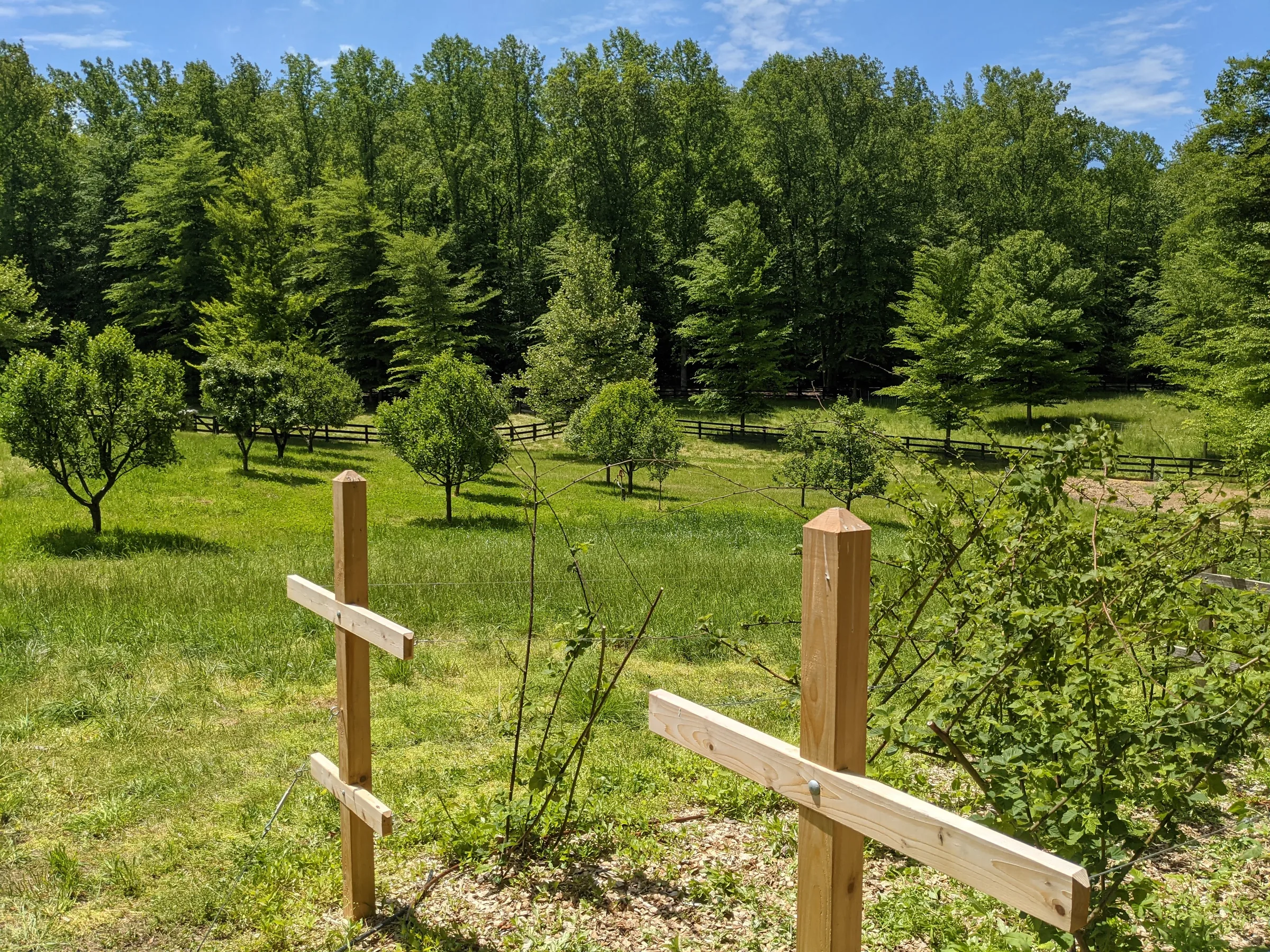 Five-acre permaculture farmette with orchard and pasture
