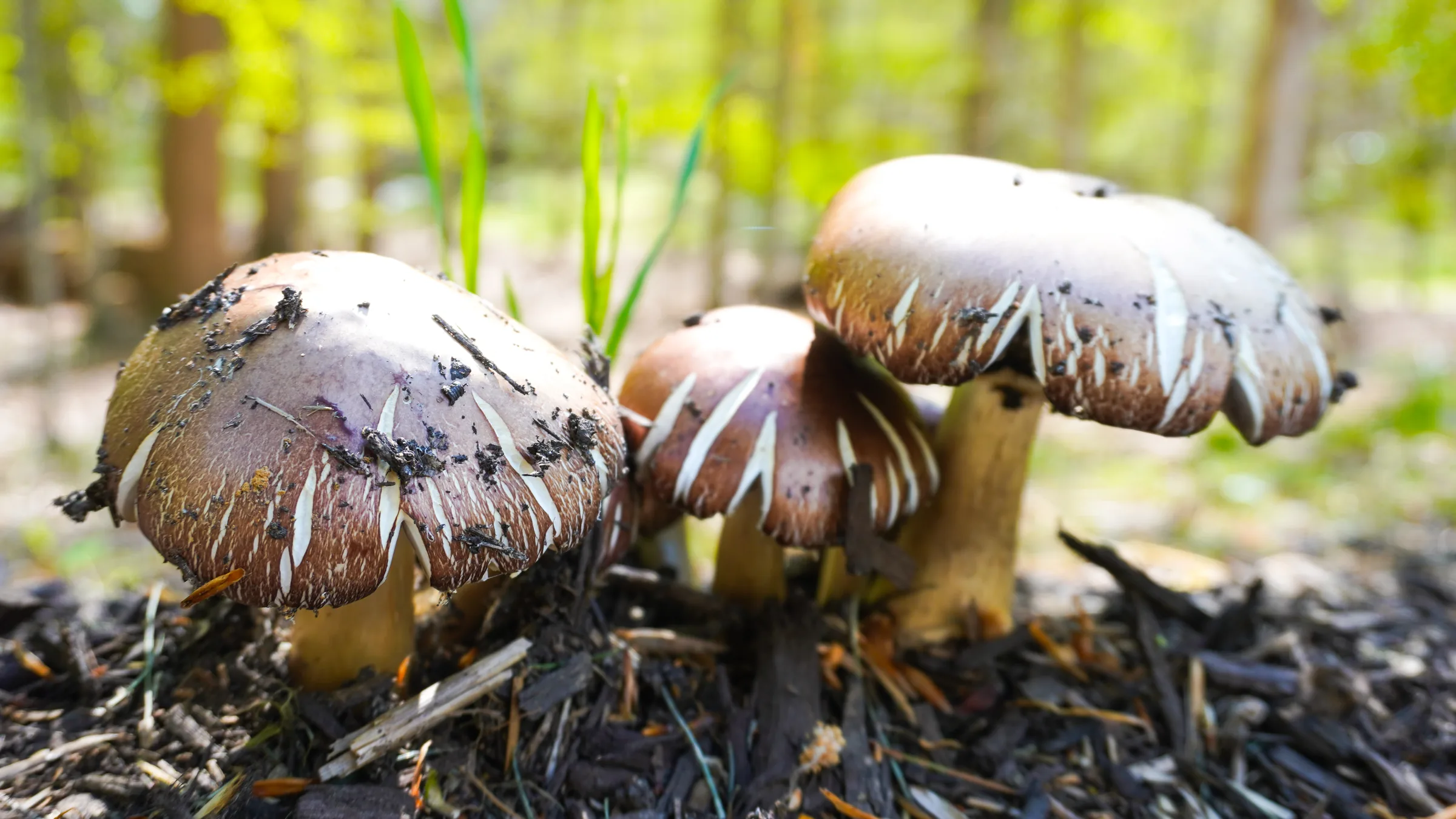 Wine Cap Mushroom Spawn