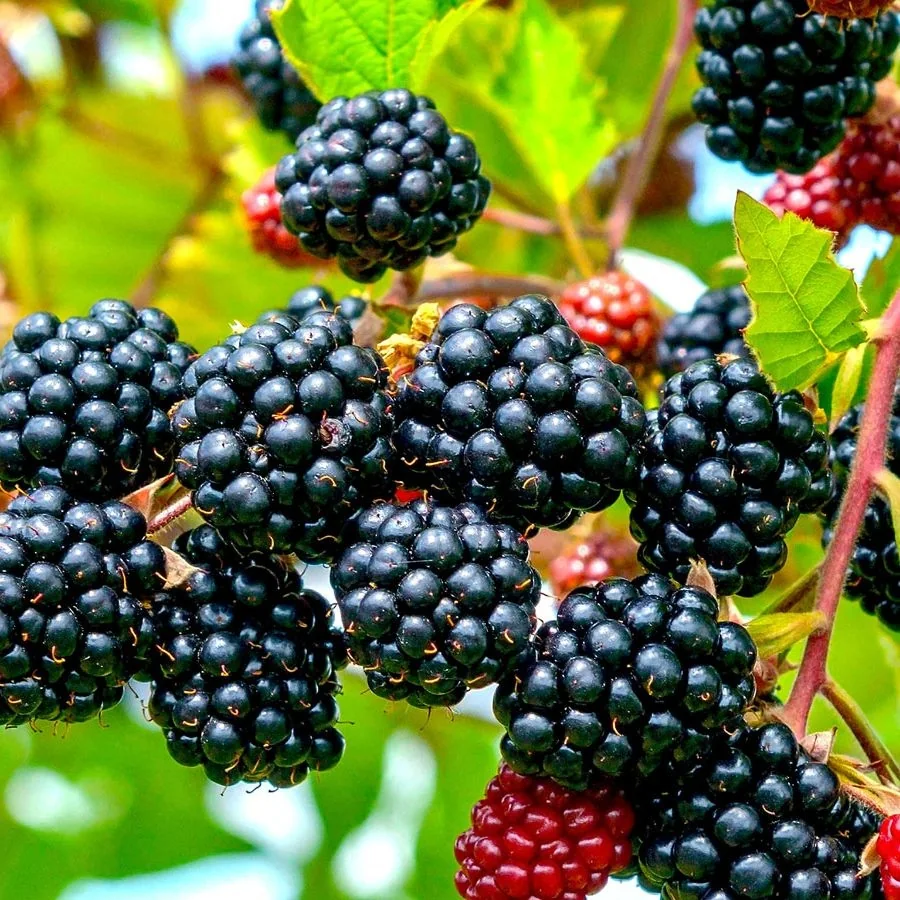 Blackberry