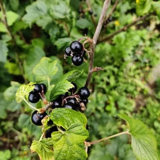 Currant