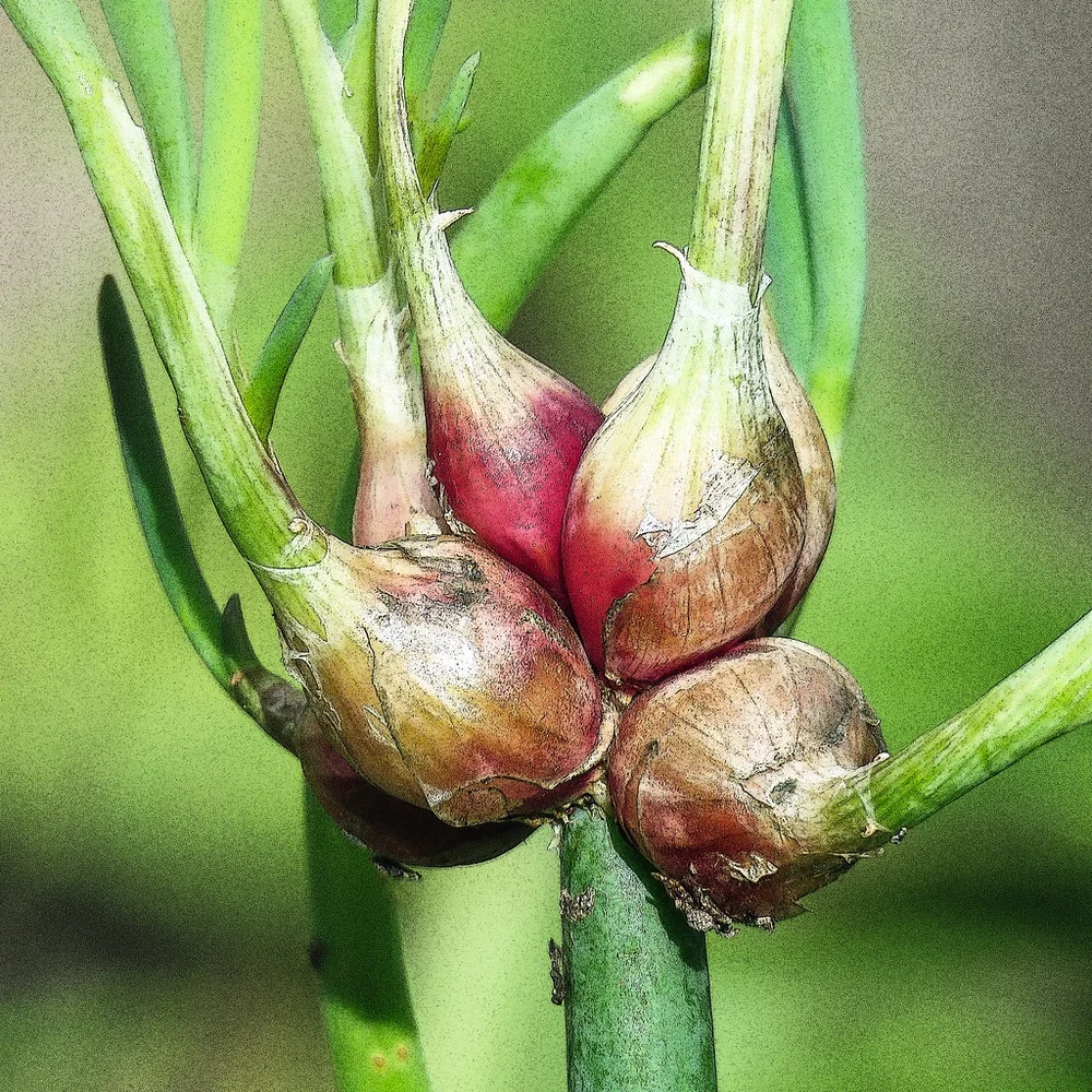 Egyptian Walking Onion