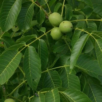 Pecan