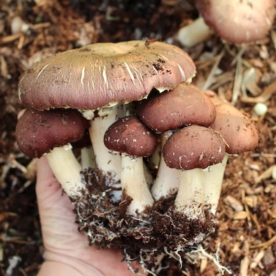 Wine Cap Mushroom Spawn